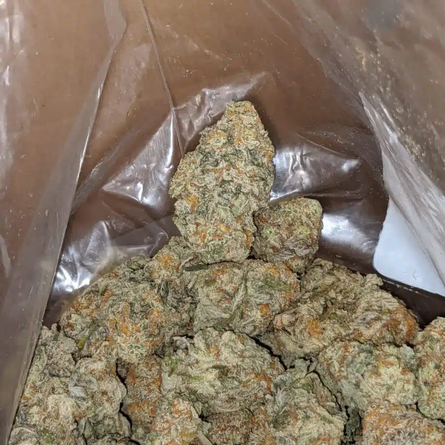 GORILLA COOKIES 3 I Gorilla Cookies