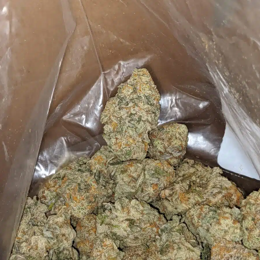 GORILLA COOKIES 4 I Gorilla Cookies
