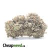 Grape Stomper - *Deal Of The Day*