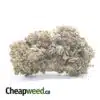 Grape Stomper - *Deal Of The Day*