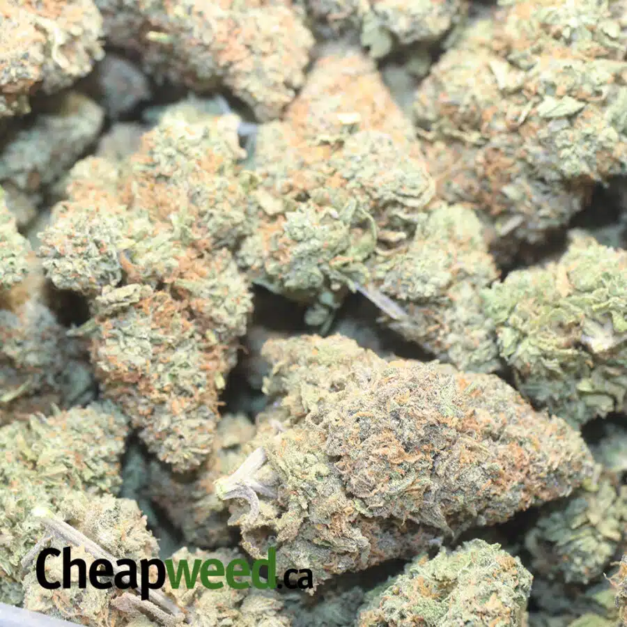 J BEAN 1 I $63 Oz - Jelly Bean