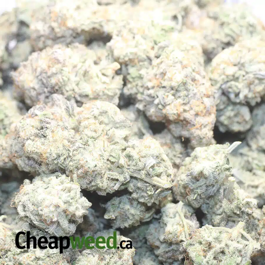 M10 X COOKIES 1 I Mac 10 X Cookies