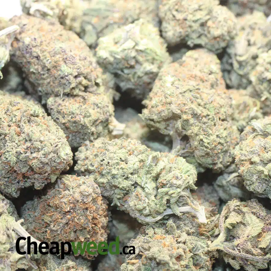 P CRACK 1 I Purple Crack