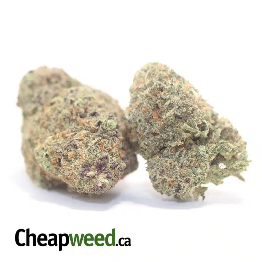 P CRACK 3 I Purple Crack