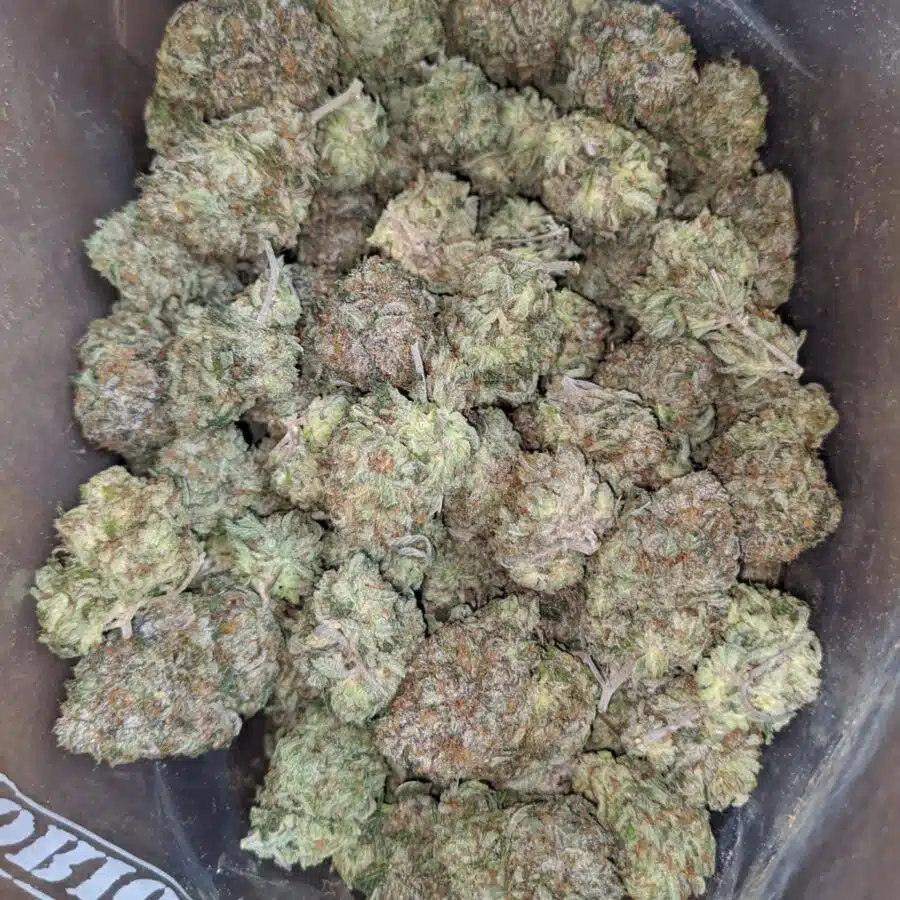 Pink kush AAA 1 I Pink Kush AAA