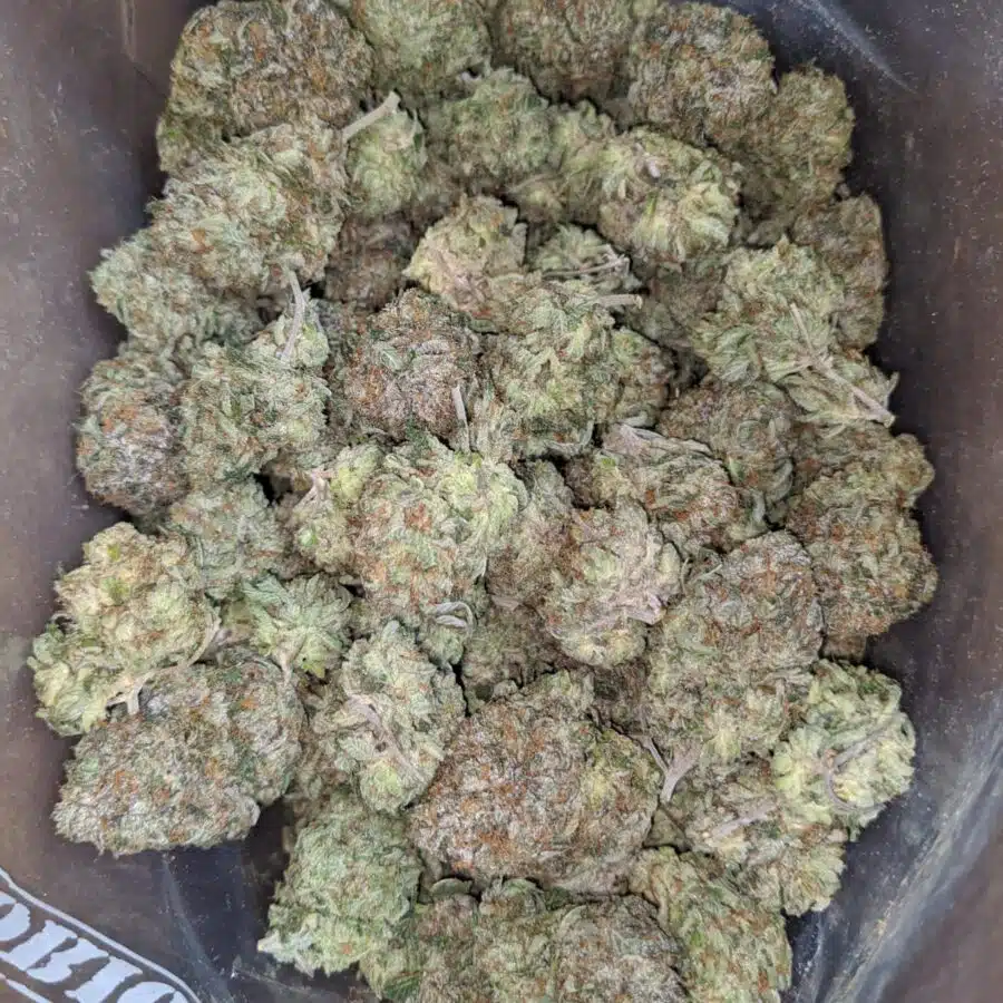 Pink kush AAA 2 I Pink Kush AAA