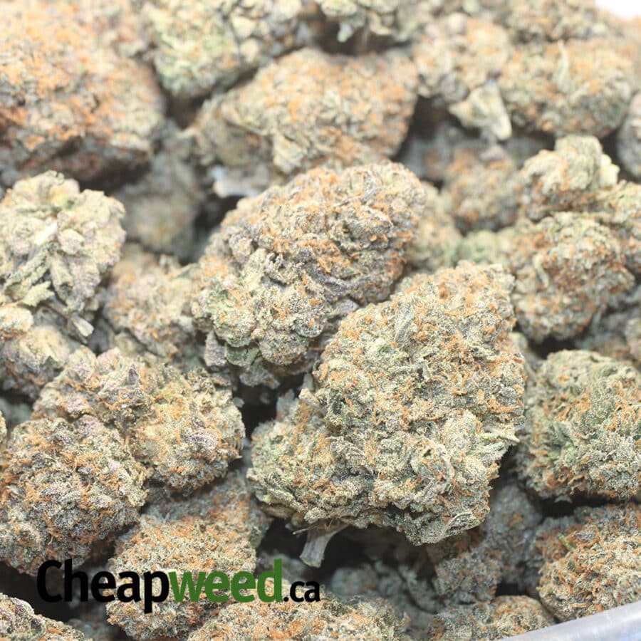 RUNTZ X P P 1 I Runtz X Purple Punch
