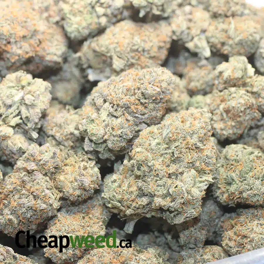RUNTZ X P P 1 I Runtz X Purple Punch