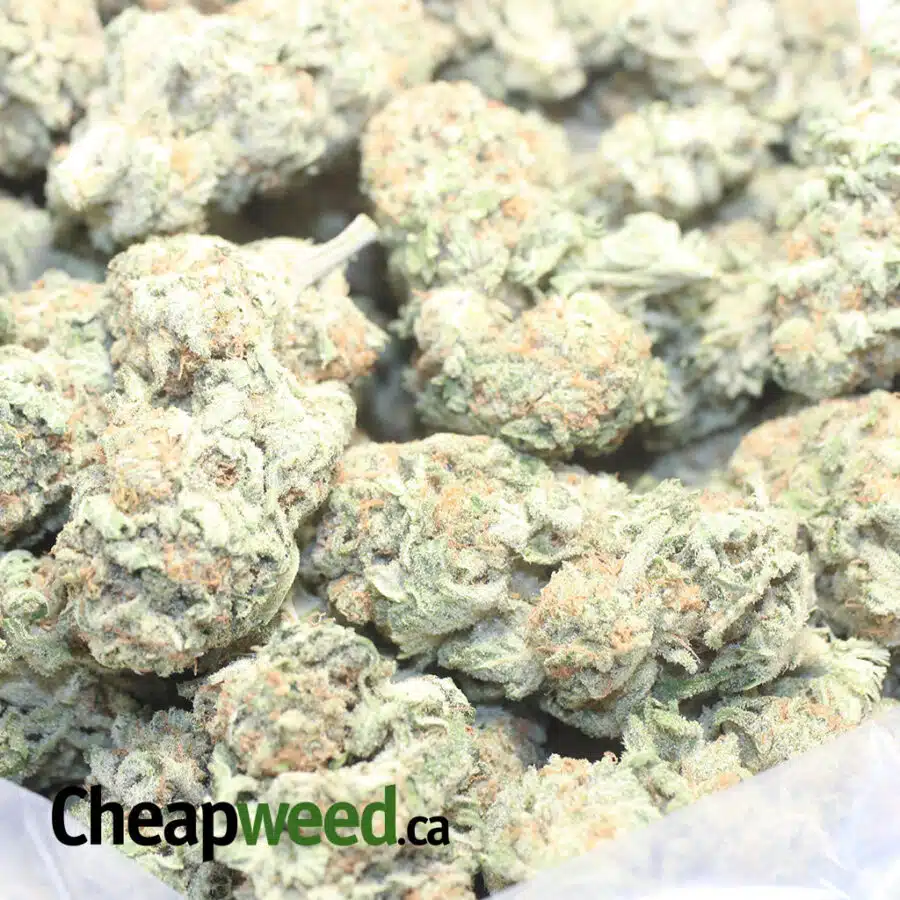 SMC 3 I Scout Master Cookies