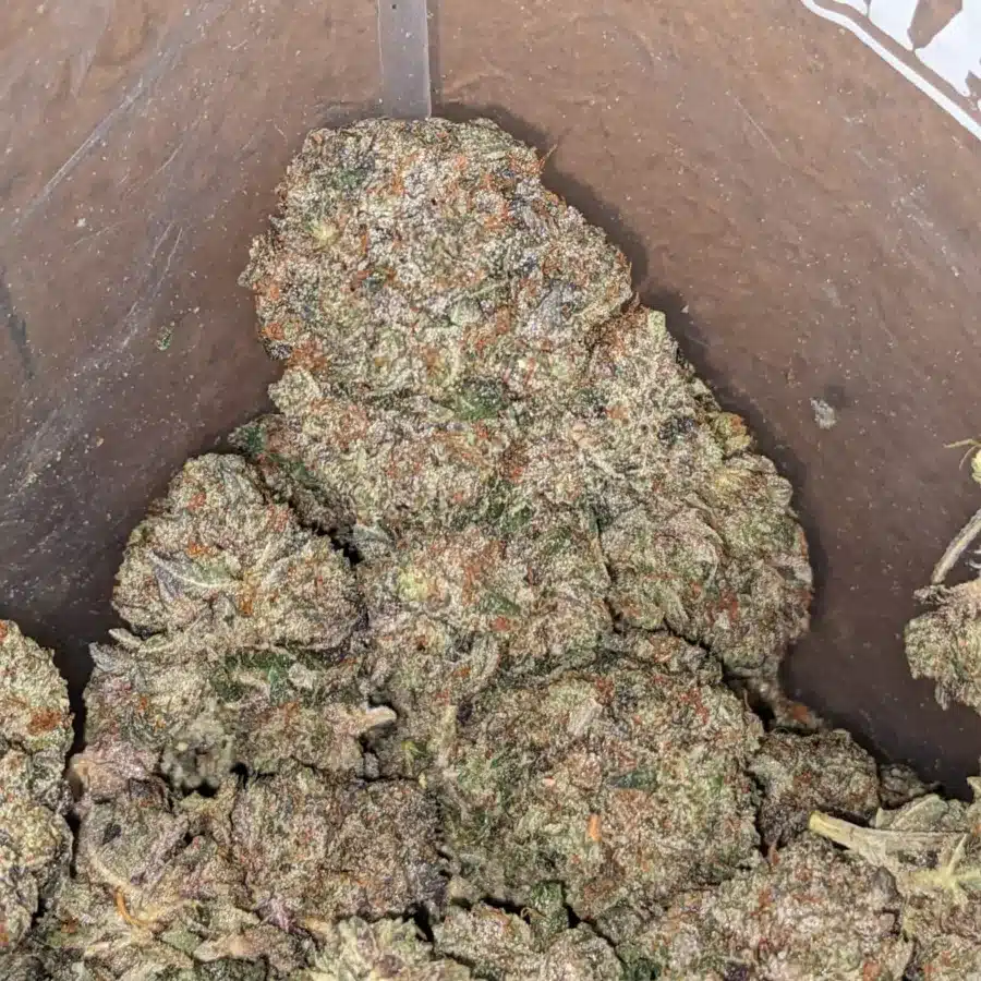 Tonys Holy Grail 1 I Tony's Holy Grail