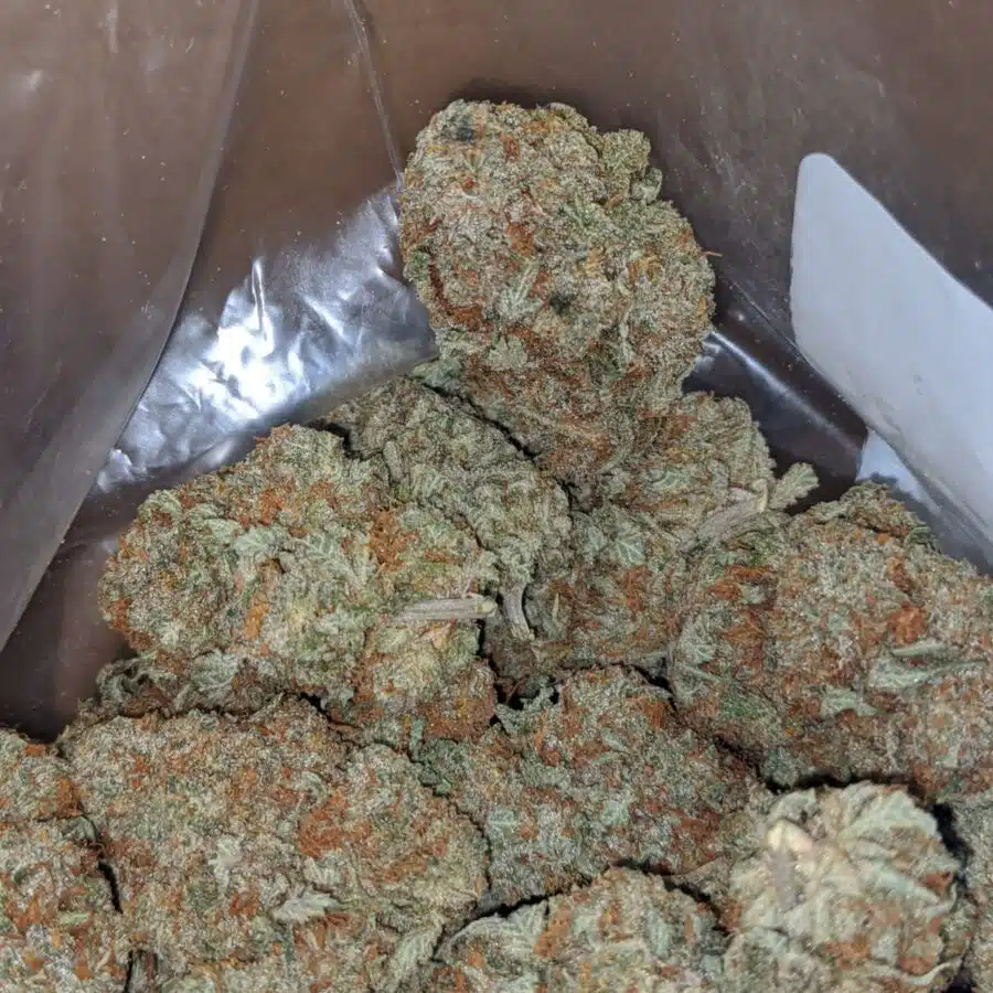 cannatonic 1 I Cannatonic