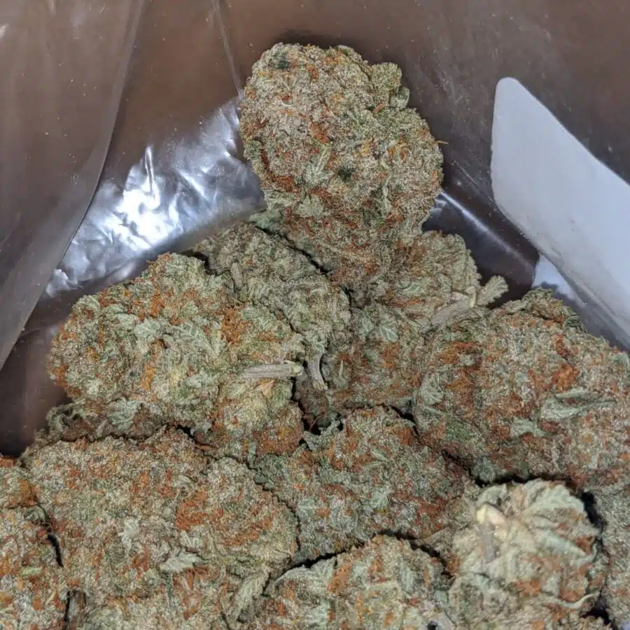 cannatonic 2 I Cannatonic