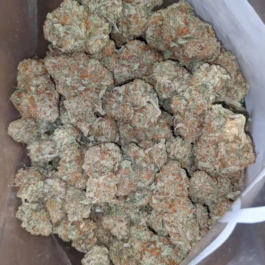 cannatonic 3 I Cannatonic