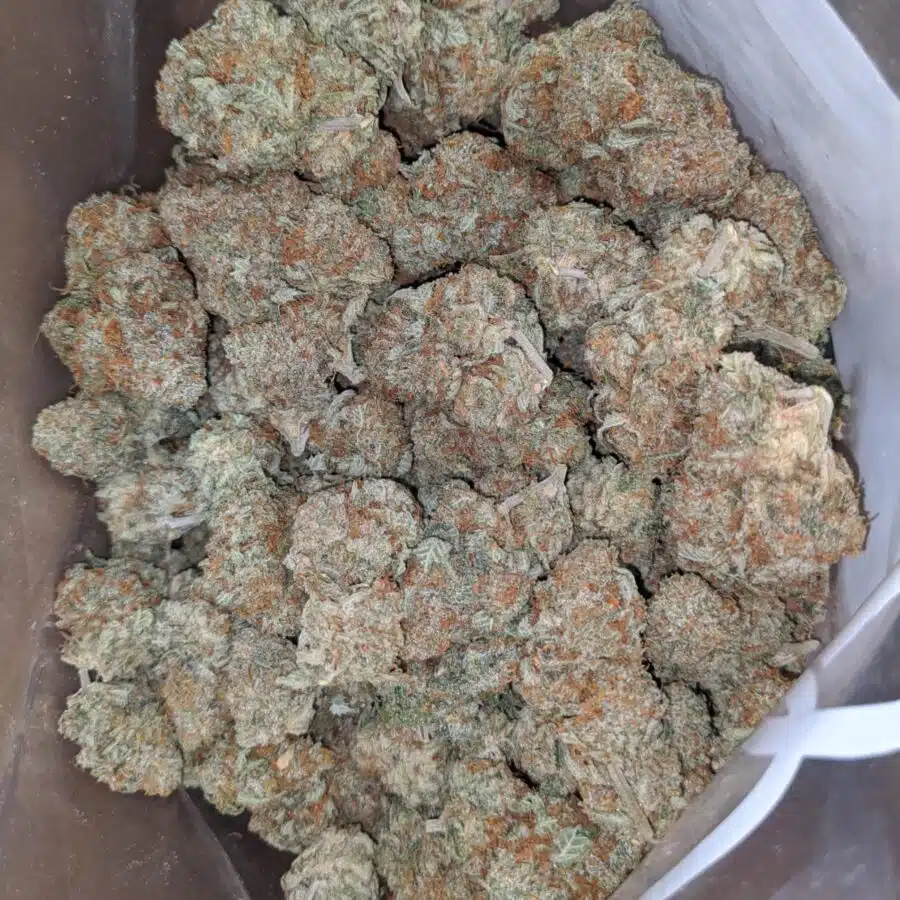 cannatonic 4 I Cannatonic