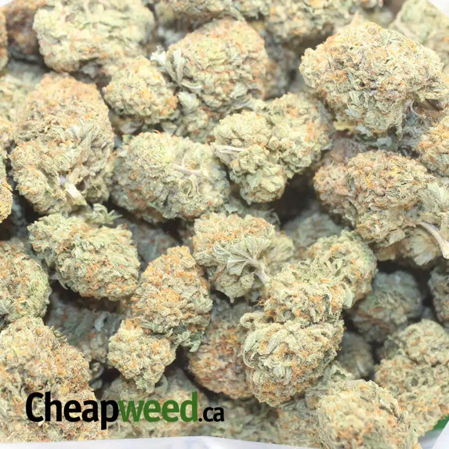 cherry diesel 3 I Cherry Diesel
