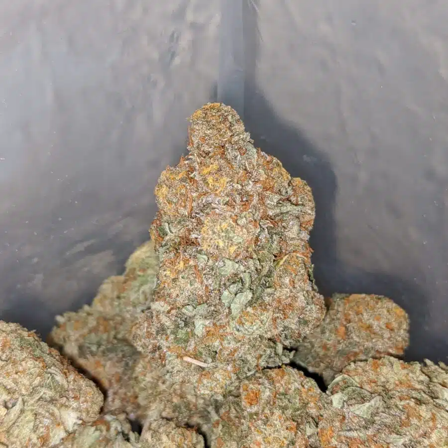 cherry diesel 4 I Cherry Diesel