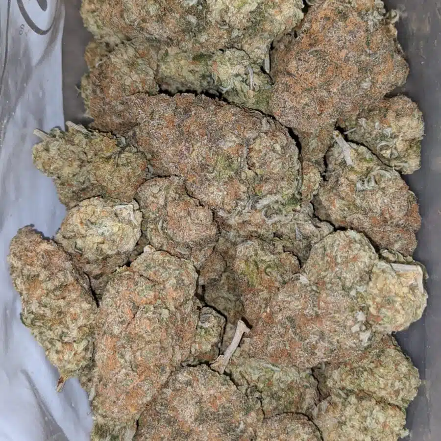 chocolate skunk 1 I Chocolate Skunk