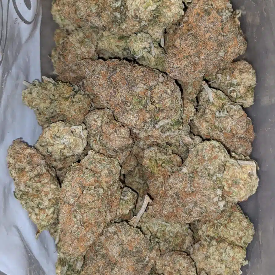 chocolate skunk 2 I Chocolate Skunk