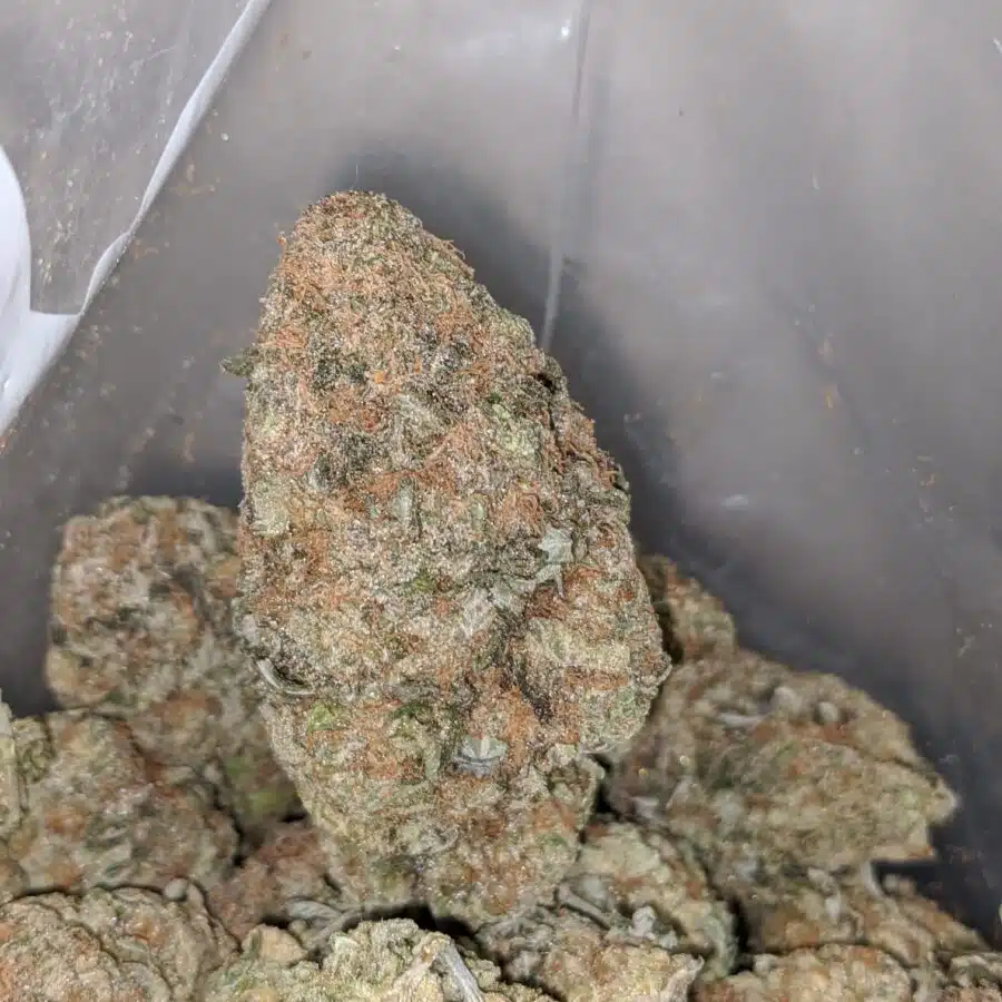 chocolate skunk 3 I Chocolate Skunk