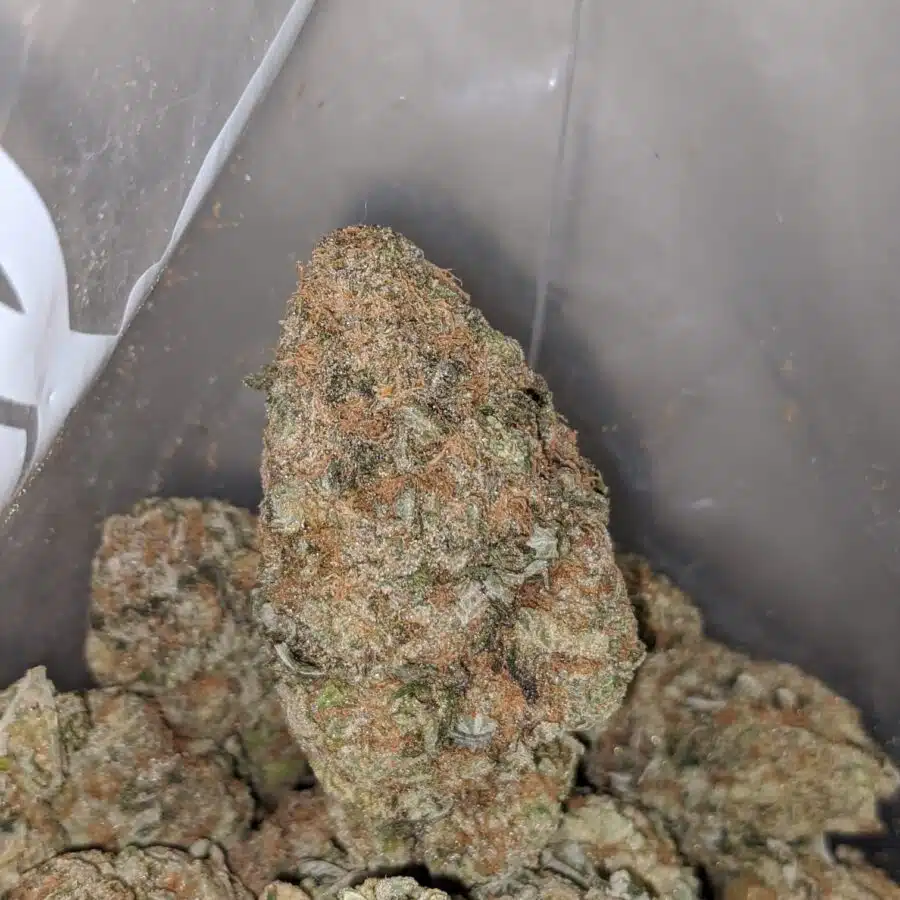 chocolate skunk 4 I Chocolate Skunk