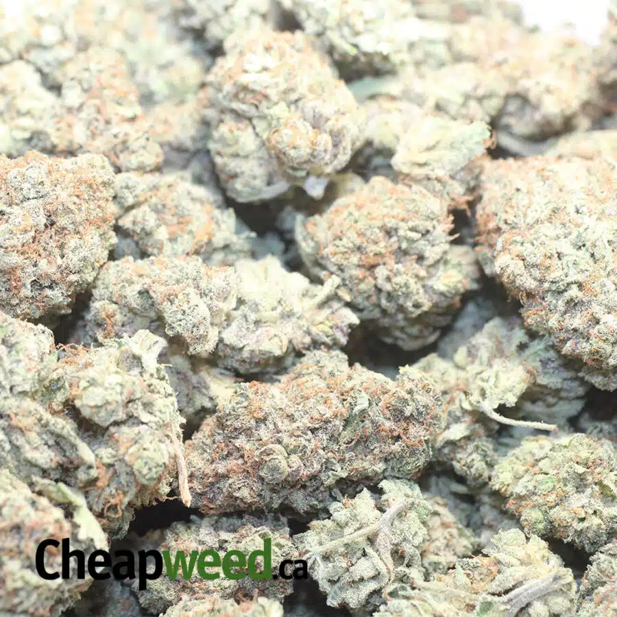 citral skunk 1 I Citral Skunk