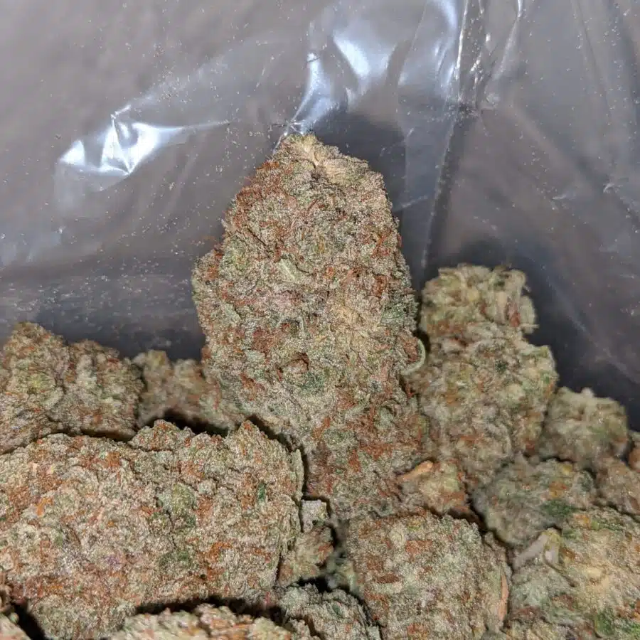 citral skunk 3 I Citral Skunk