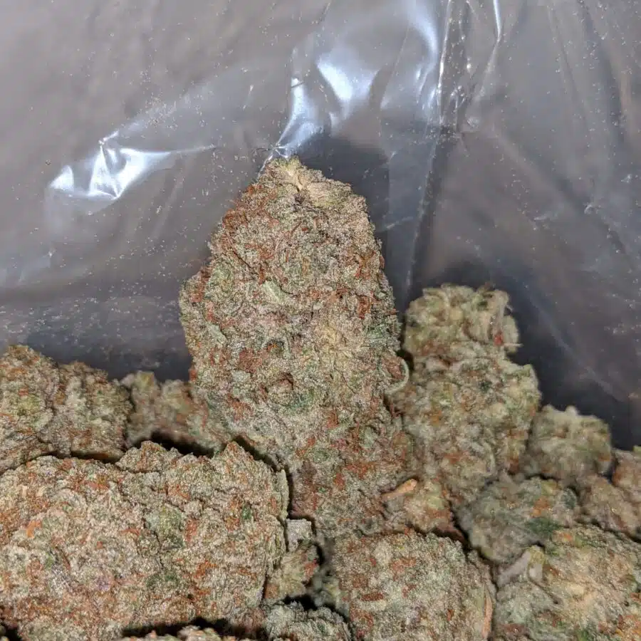 citral skunk 4 I Citral Skunk