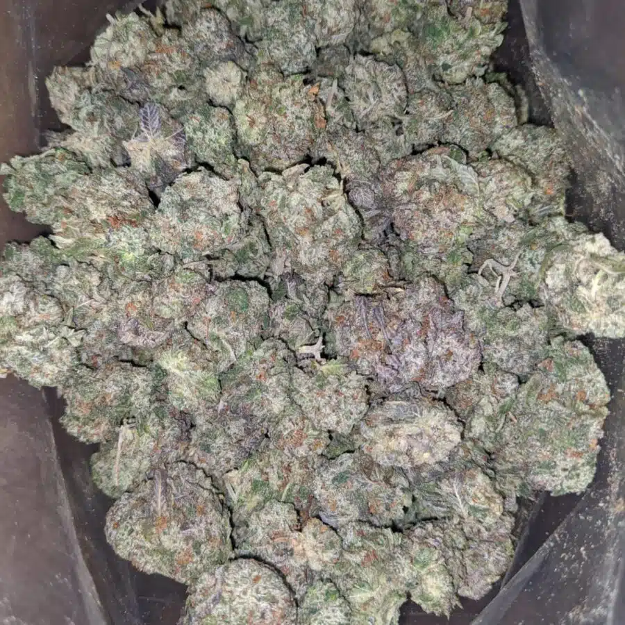 gary payton cookies 1 I Gary Payton Cookies