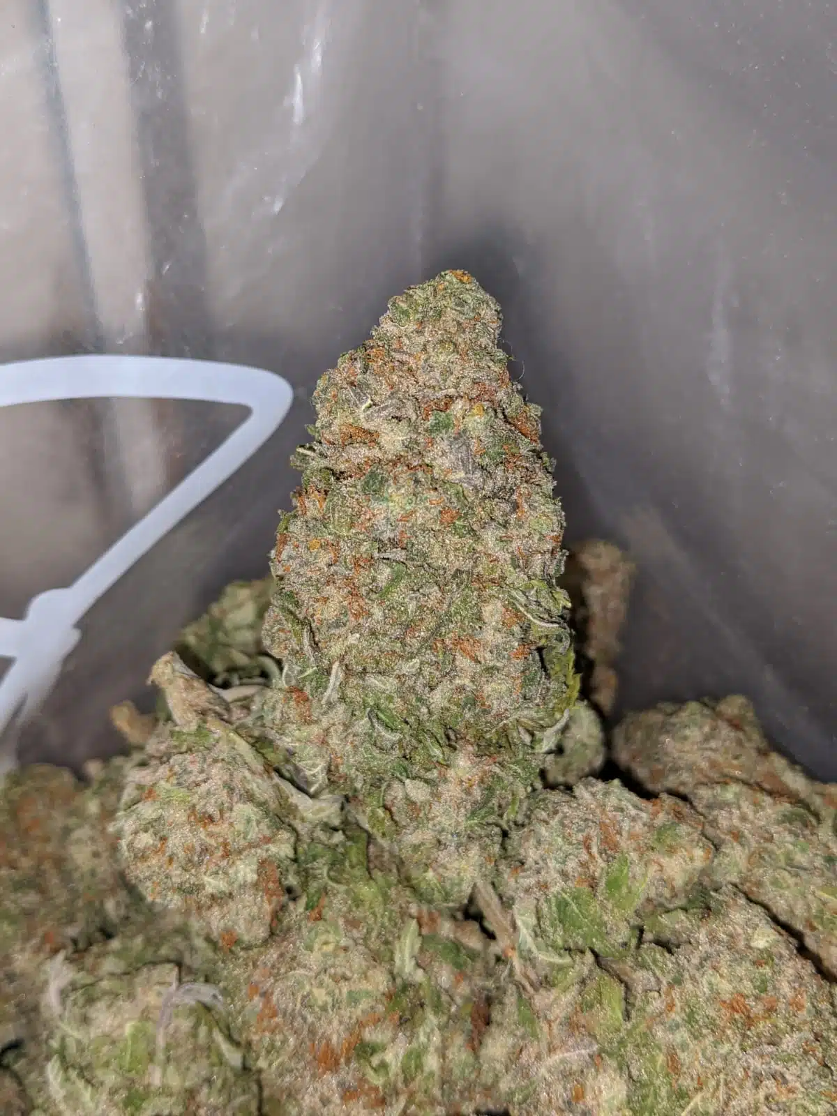 $ 60 Oz - Green Nuken - Image 7