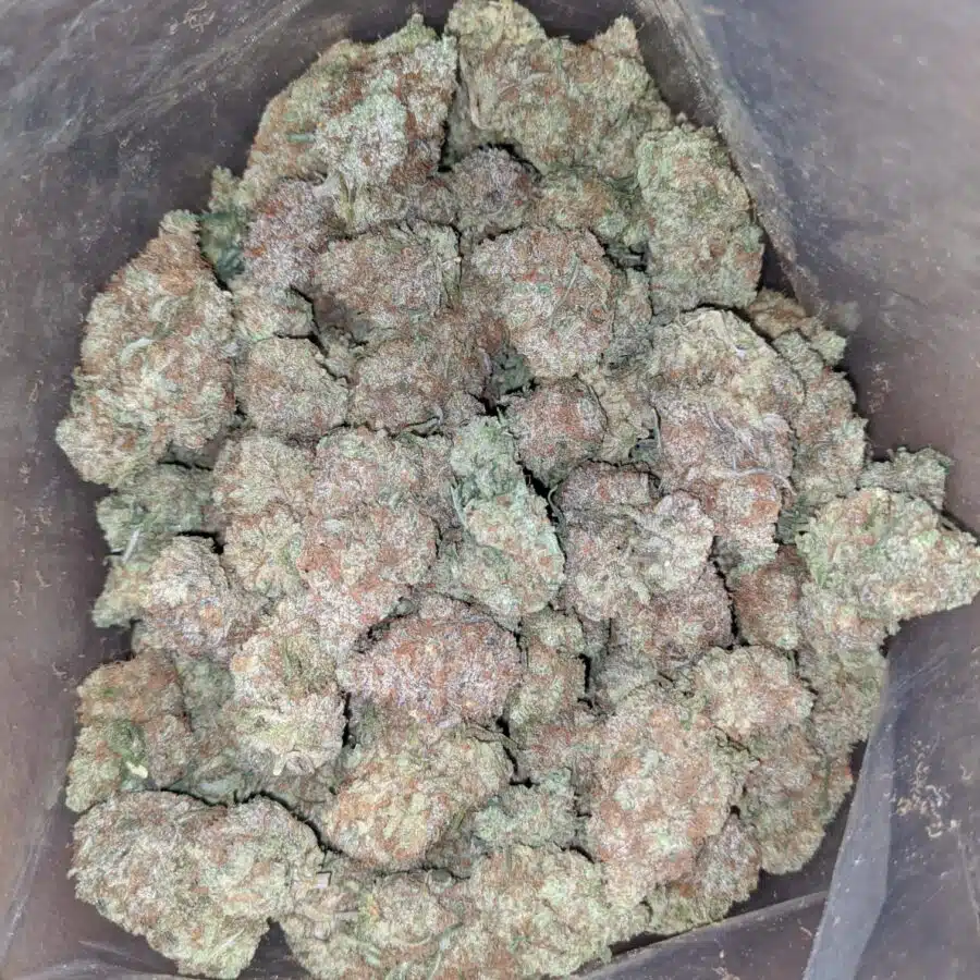 island punch 1 I $ 56 Oz - Island Punch