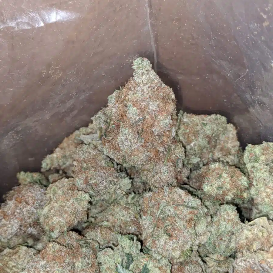 island punch 3 I $ 56 Oz - Island Punch