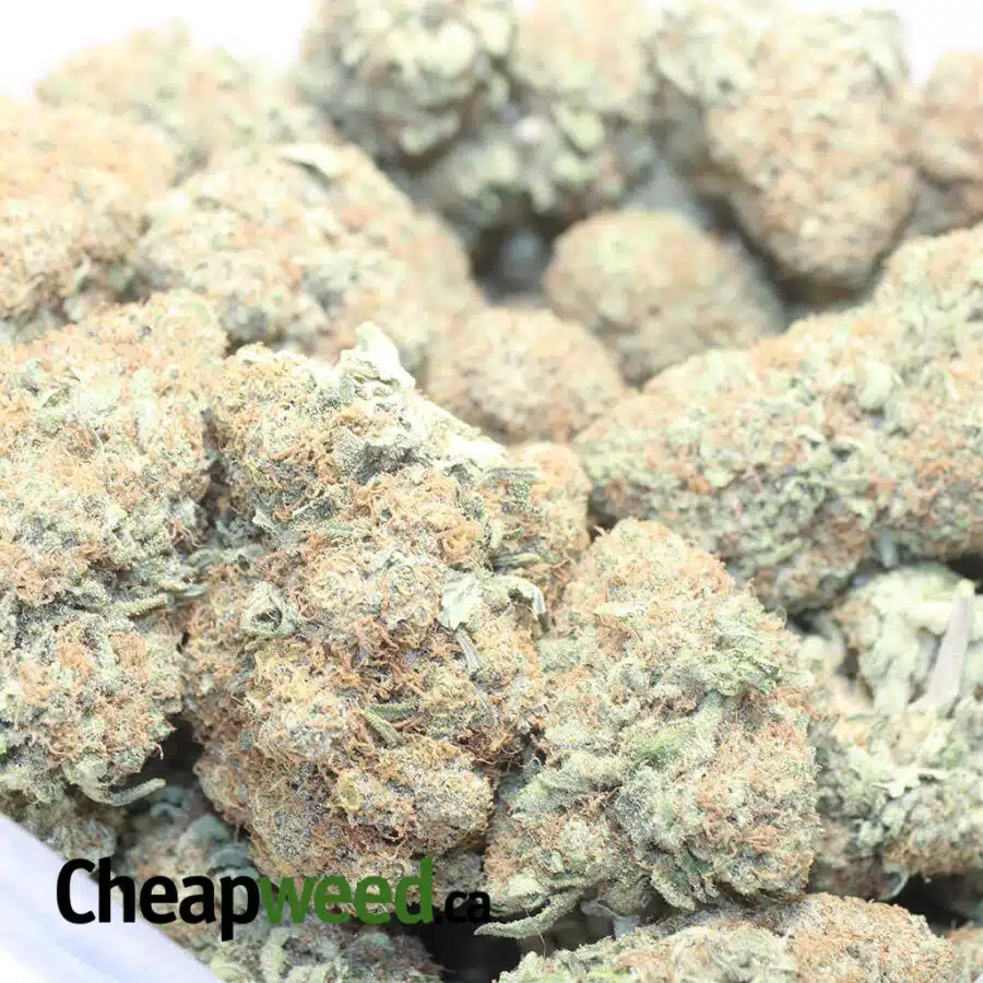og cheese 1 I OG Cheese