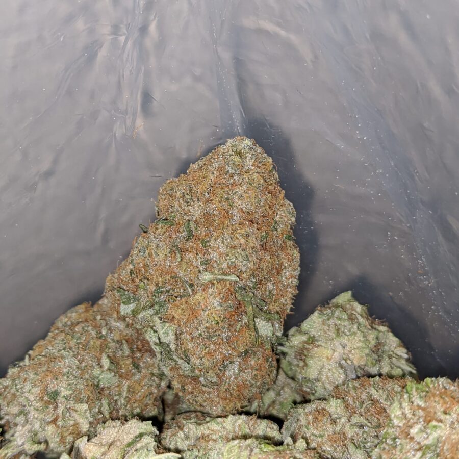 og cheese 3 I OG Cheese