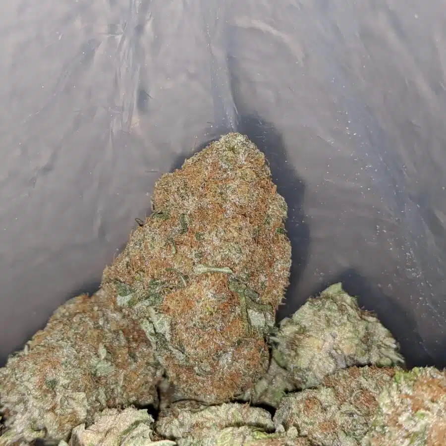 og cheese 3 I OG Cheese