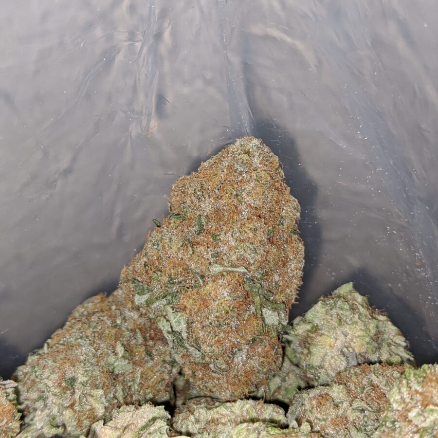 og cheese 4 I OG Cheese