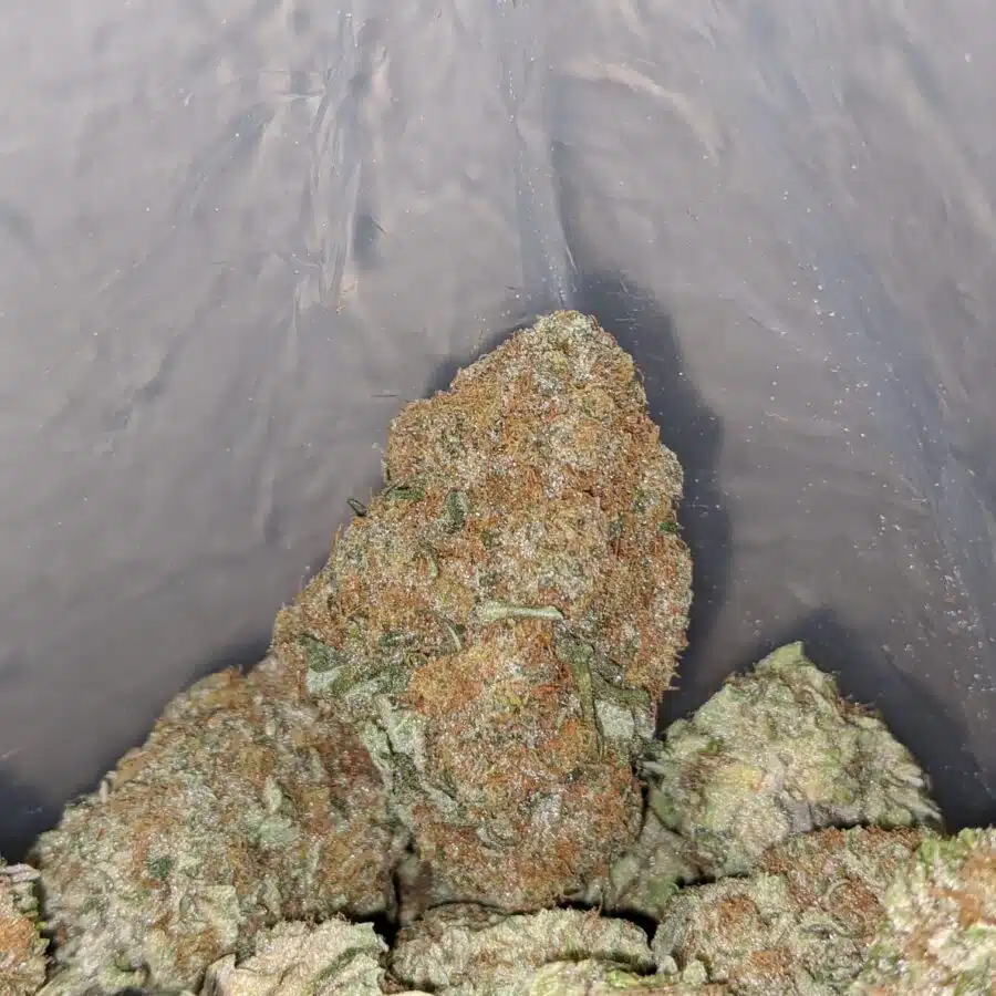 og cheese 4 I OG Cheese