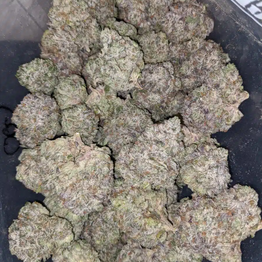 pink goo aaaa 1 I Pink Goo AAAA #2