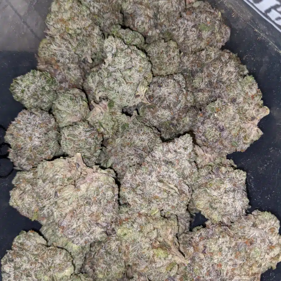 pink goo aaaa 2 I Pink Goo AAAA #2