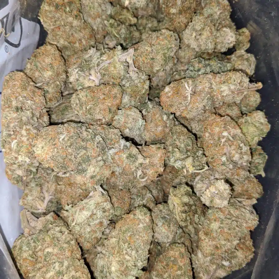 sugar cane deal of the day 2 I Sugar Cane - *Deal Of The Day*