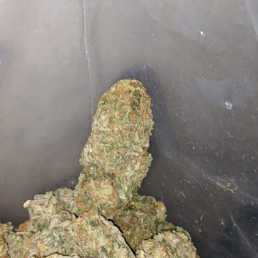 sugar cane deal of the day 3 I Sugar Cane - *Deal Of The Day*