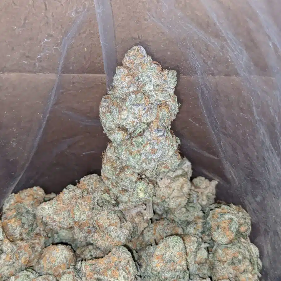 Acapulco gold 1 I Acapulco Gold