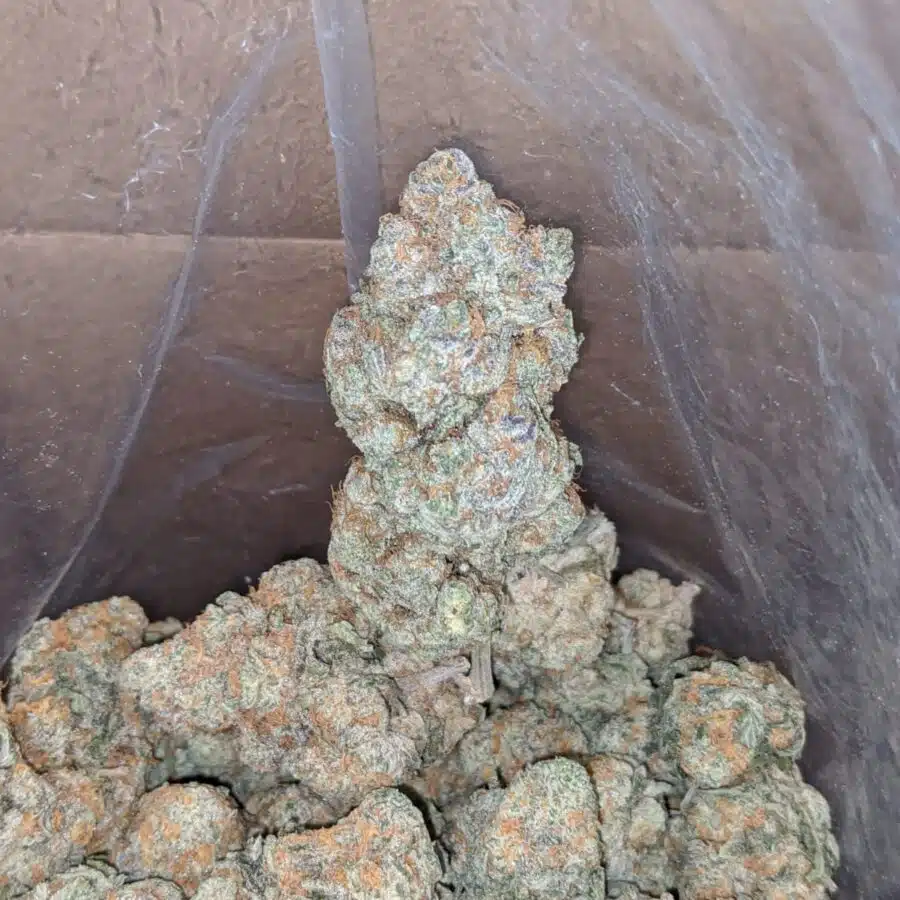 Acapulco gold 2 I Acapulco Gold