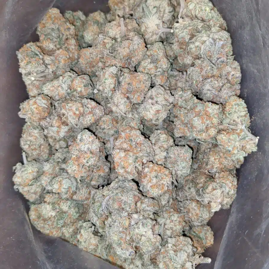 Acapulco gold 3 I Acapulco Gold