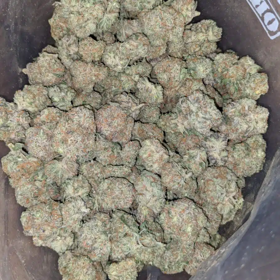 $ 55 Oz - Blackberry