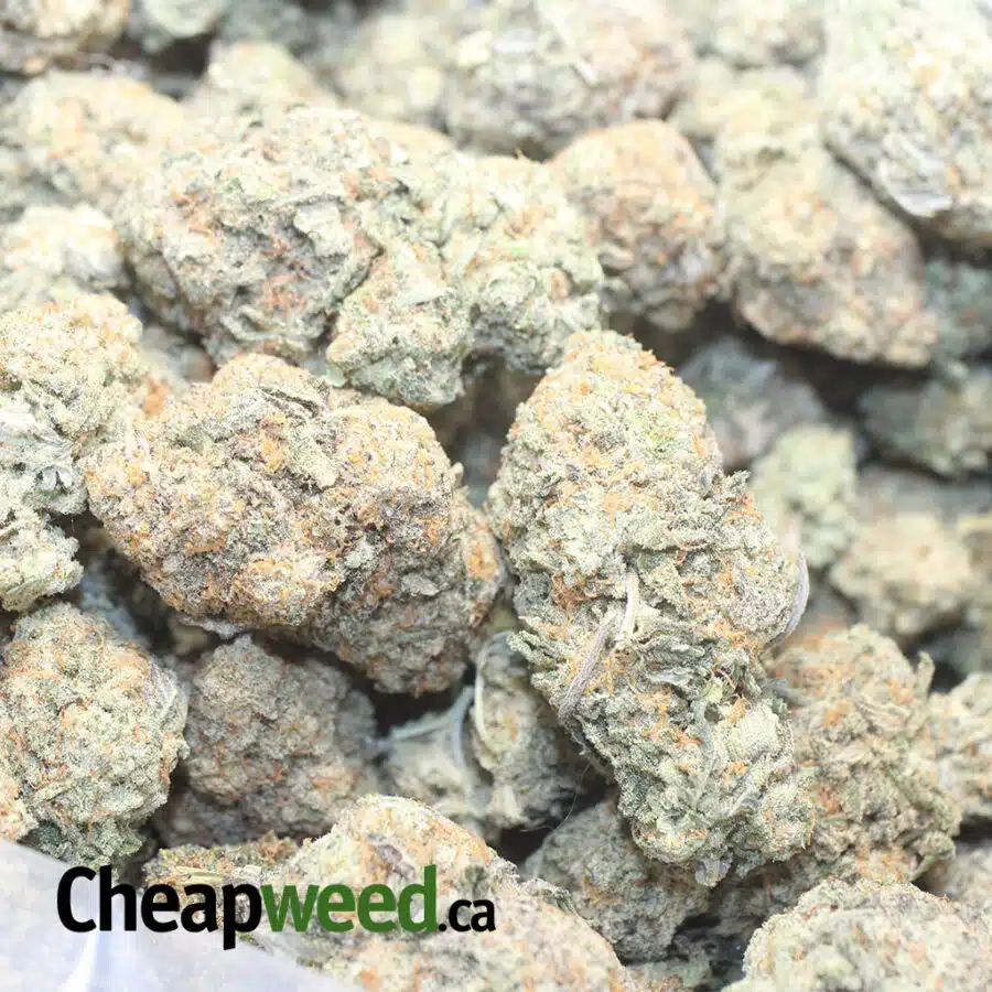 BUTTERSCHOTCH 1 I $ 60 Oz - Butterscotch