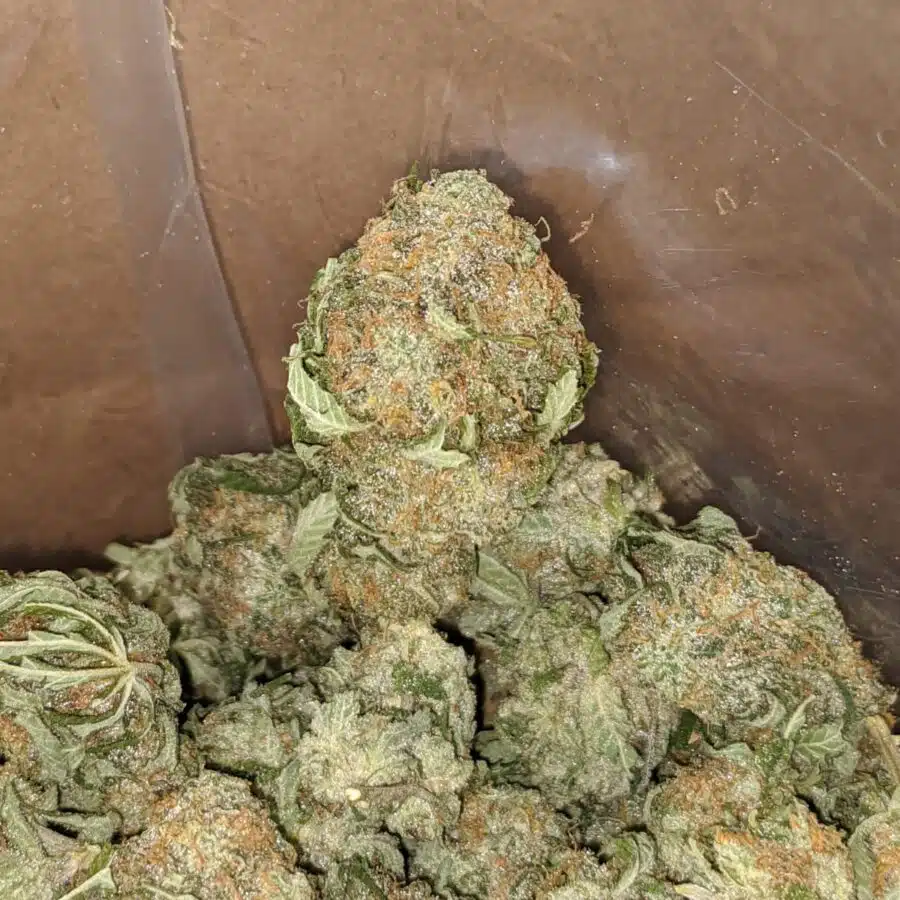 Grape kush 2 1 I Grape Kush