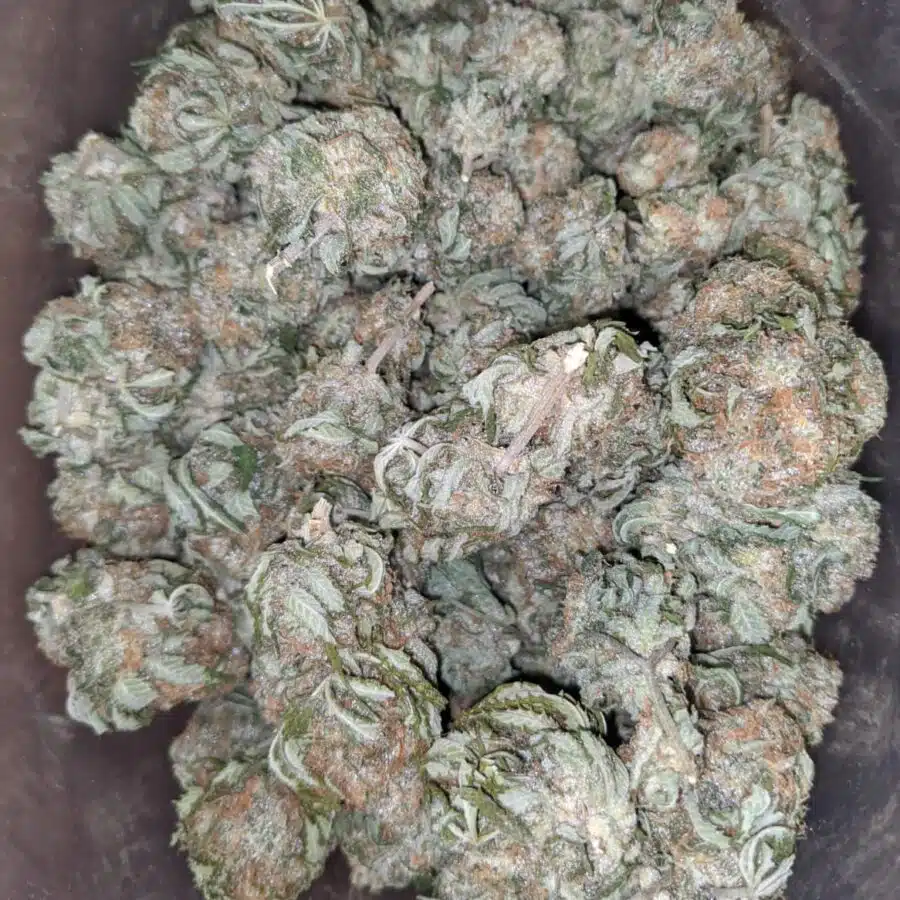 Grape kush 3 1 I Grape Kush
