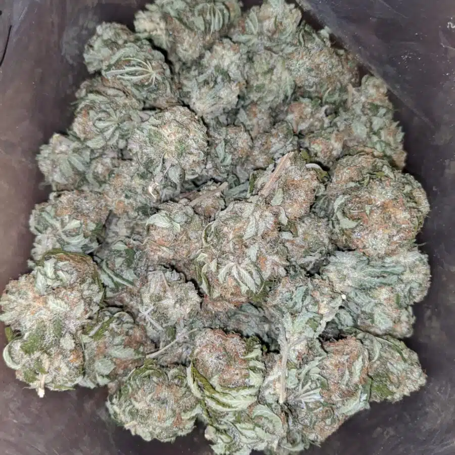 Grape kush 4 1 I Grape Kush