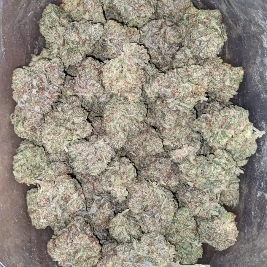 Alternative view of Jelly Bean