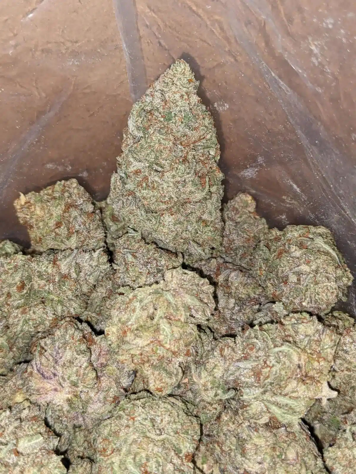 Jelly Bean - Image 5